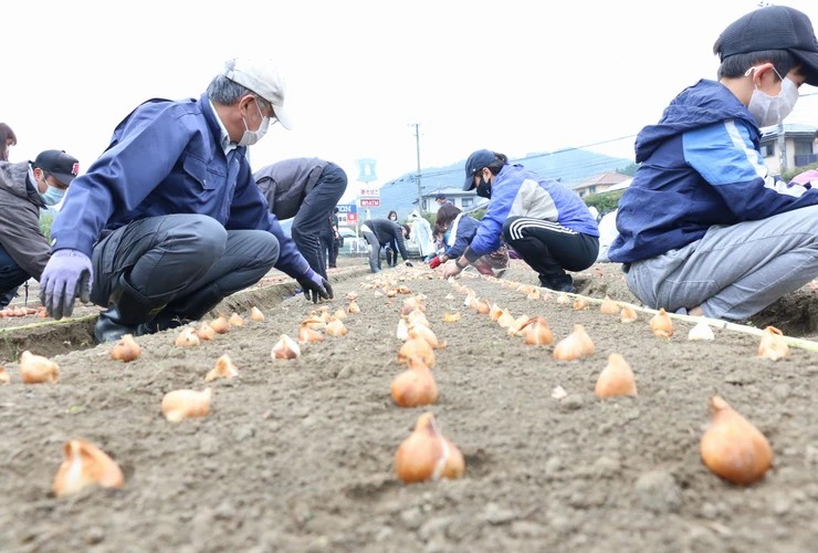 11月6日チューリップ4