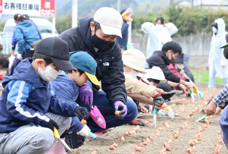 11月6日チューリップ1